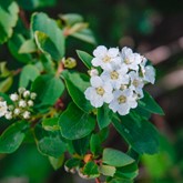 Van Houtte Spirea